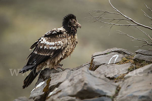 Bartgeier sspec. (Gypaetus barbatus meridionalis)