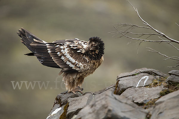 Bartgeier sspec. (Gypaetus barbatus meridionalis)