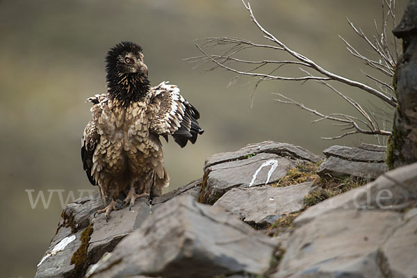 Bartgeier sspec. (Gypaetus barbatus meridionalis)