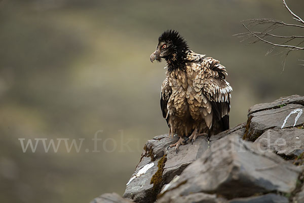 Bartgeier sspec. (Gypaetus barbatus meridionalis)