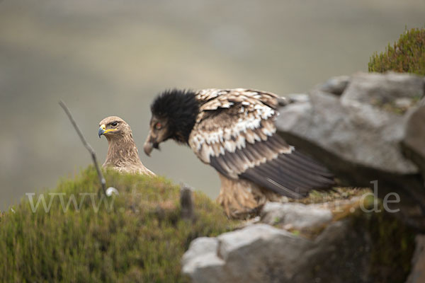 Bartgeier sspec. (Gypaetus barbatus meridionalis)