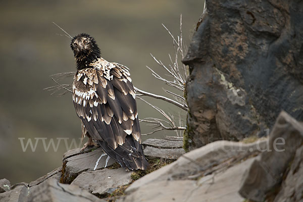 Bartgeier sspec. (Gypaetus barbatus meridionalis)