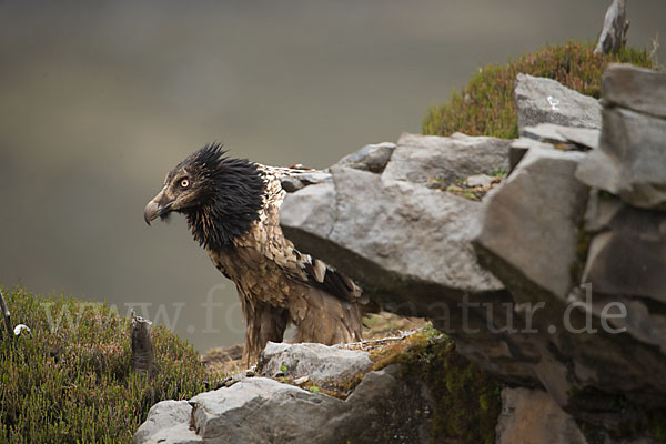 Bartgeier sspec. (Gypaetus barbatus meridionalis)