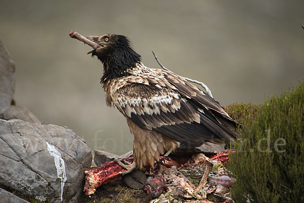 Bartgeier sspec. (Gypaetus barbatus meridionalis)