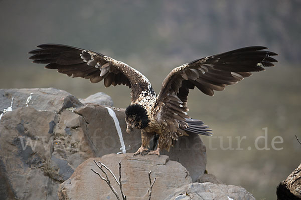 Bartgeier sspec. (Gypaetus barbatus meridionalis)