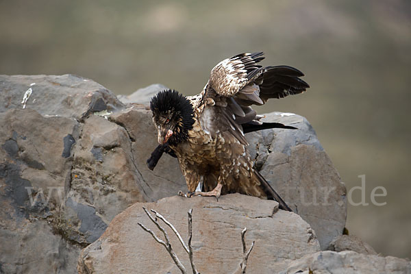 Bartgeier sspec. (Gypaetus barbatus meridionalis)