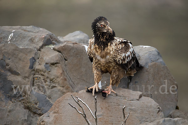 Bartgeier sspec. (Gypaetus barbatus meridionalis)