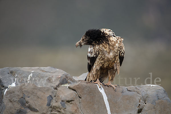 Bartgeier sspec. (Gypaetus barbatus meridionalis)