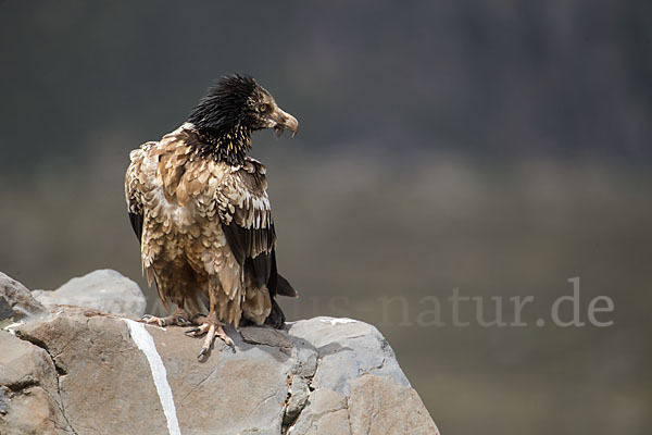 Bartgeier sspec. (Gypaetus barbatus meridionalis)