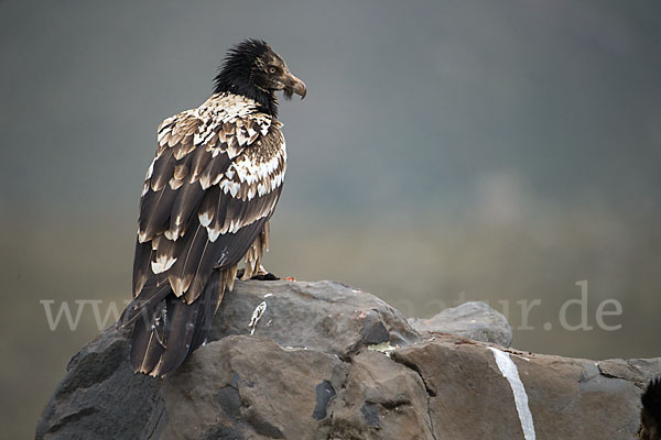 Bartgeier sspec. (Gypaetus barbatus meridionalis)