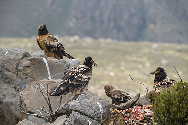 Bartgeier sspec. (Gypaetus barbatus meridionalis)