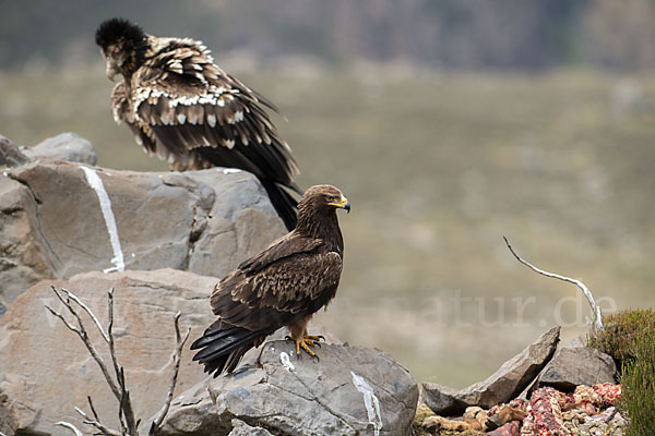 Bartgeier sspec. (Gypaetus barbatus meridionalis)