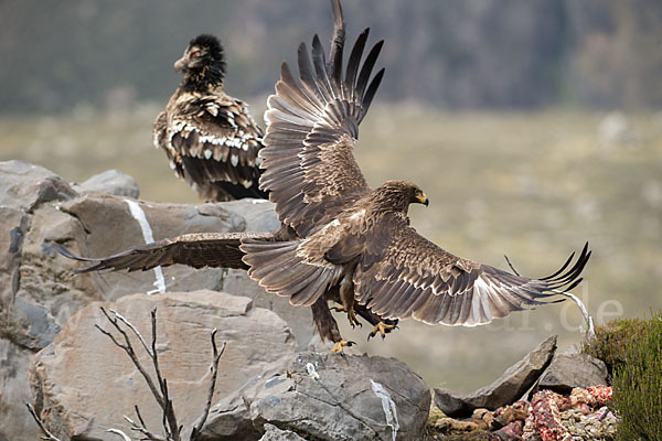 Bartgeier sspec. (Gypaetus barbatus meridionalis)