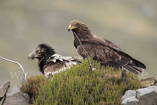 Bartgeier sspec. (Gypaetus barbatus meridionalis)