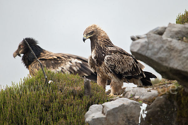 Bartgeier sspec. (Gypaetus barbatus meridionalis)