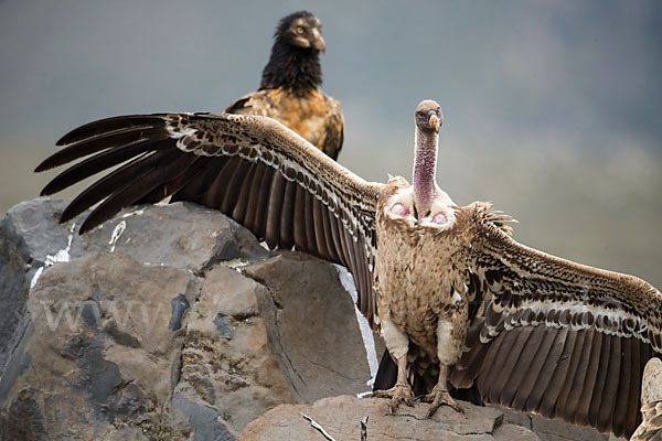 Bartgeier sspec. (Gypaetus barbatus meridionalis)