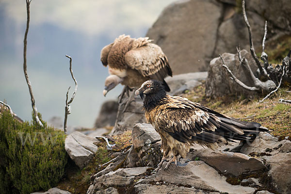 Bartgeier sspec. (Gypaetus barbatus meridionalis)