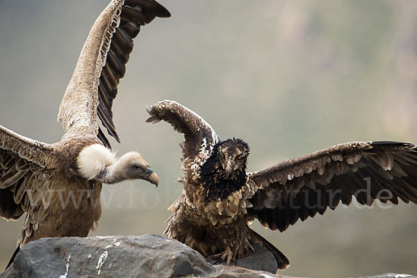 Bartgeier sspec. (Gypaetus barbatus meridionalis)