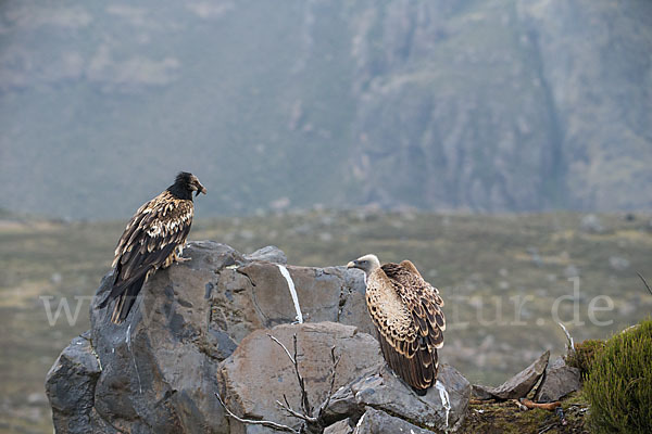 Bartgeier sspec. (Gypaetus barbatus meridionalis)