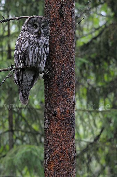 Bartkauz (Strix nebulosa)