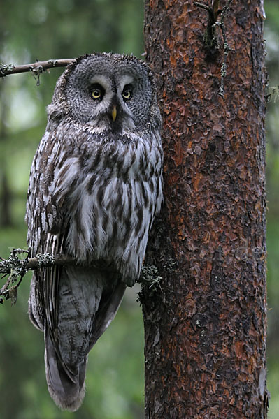 Bartkauz (Strix nebulosa)