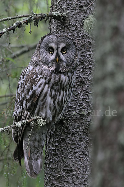 Bartkauz (Strix nebulosa)