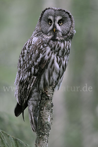 Bartkauz (Strix nebulosa)