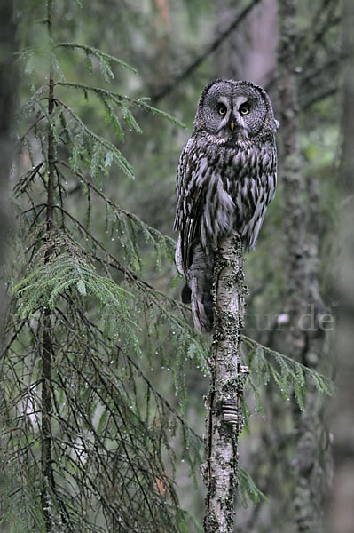 Bartkauz (Strix nebulosa)