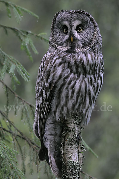 Bartkauz (Strix nebulosa)