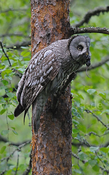 Bartkauz (Strix nebulosa)