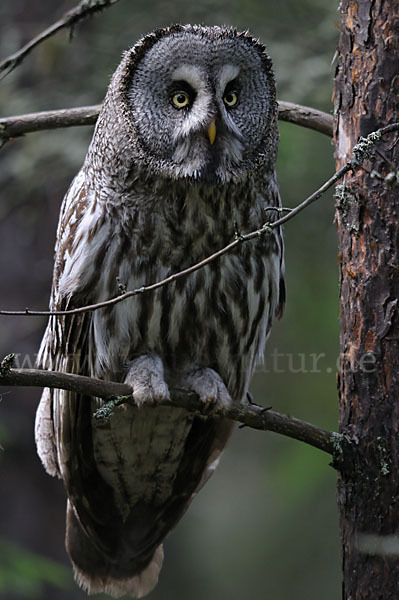 Bartkauz (Strix nebulosa)