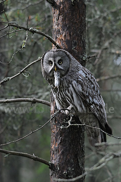 Bartkauz (Strix nebulosa)