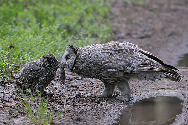 Bartkauz (Strix nebulosa)