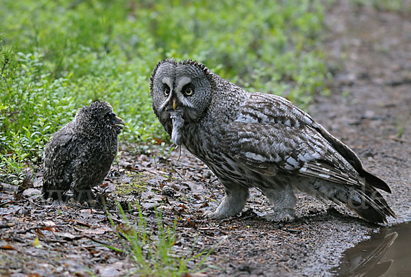 Bartkauz (Strix nebulosa)