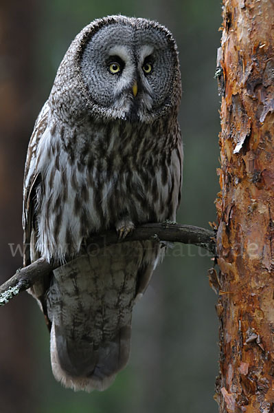 Bartkauz (Strix nebulosa)