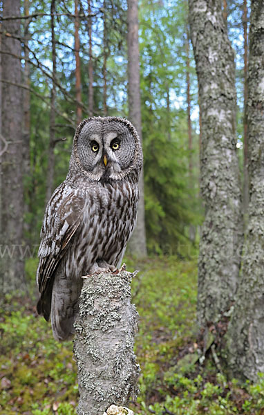 Bartkauz (Strix nebulosa)