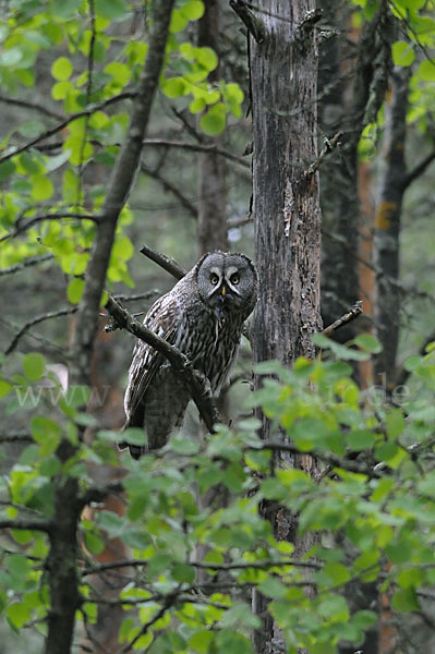 Bartkauz (Strix nebulosa)