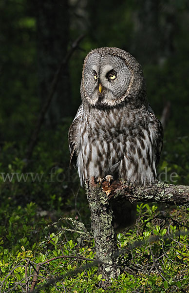 Bartkauz (Strix nebulosa)