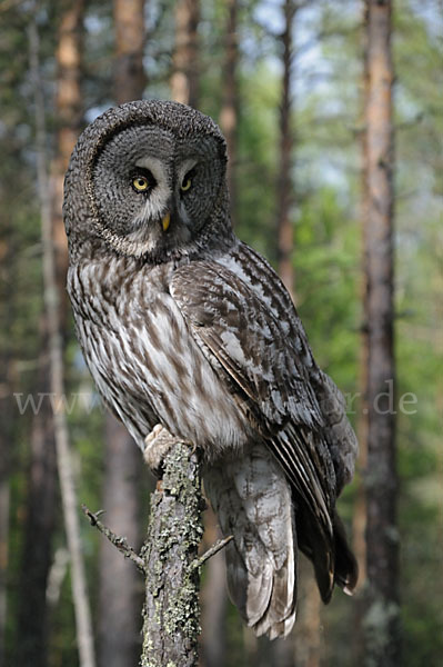 Bartkauz (Strix nebulosa)