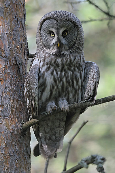 Bartkauz (Strix nebulosa)