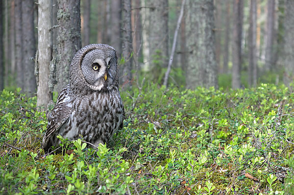 Bartkauz (Strix nebulosa)