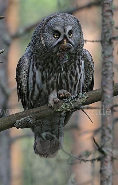 Bartkauz (Strix nebulosa)