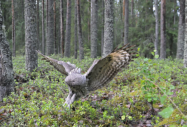 Bartkauz (Strix nebulosa)