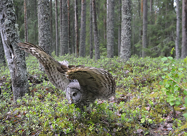 Bartkauz (Strix nebulosa)