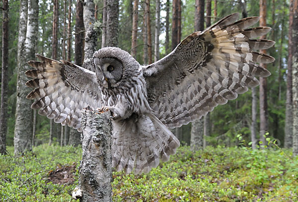 Bartkauz (Strix nebulosa)