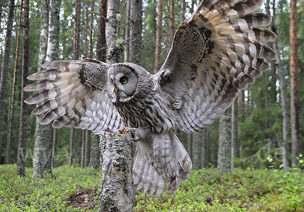 Bartkauz (Strix nebulosa)