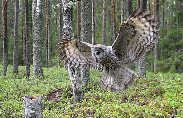 Bartkauz (Strix nebulosa)