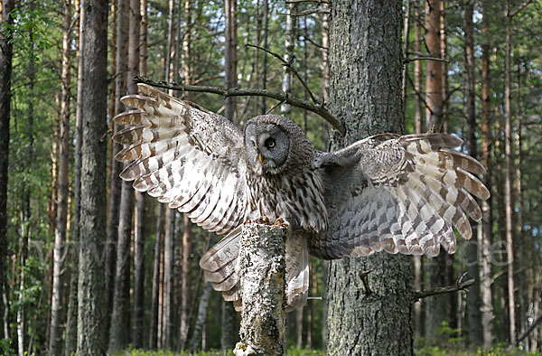 Bartkauz (Strix nebulosa)