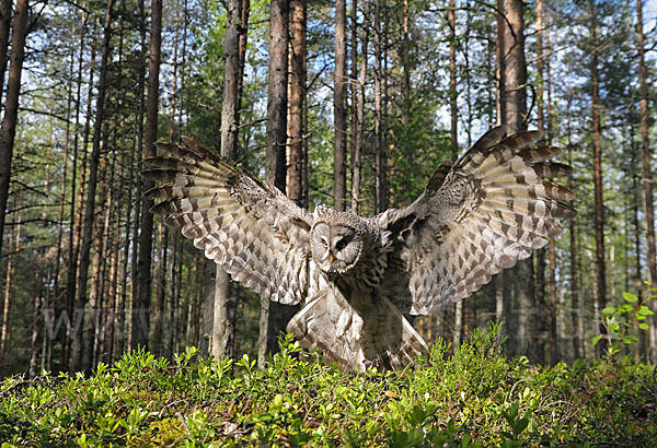 Bartkauz (Strix nebulosa)