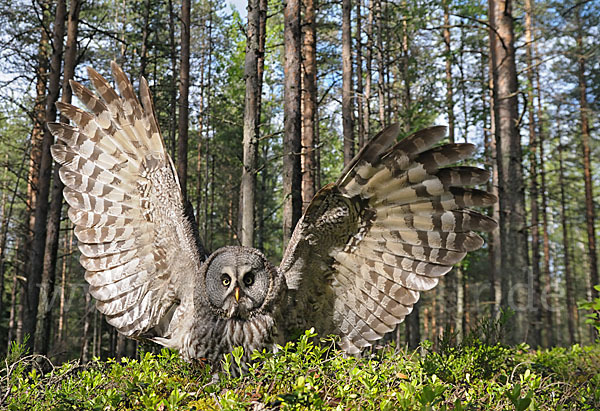 Bartkauz (Strix nebulosa)